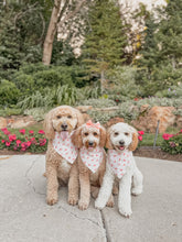 Load image into Gallery viewer, "Honu" Bandana